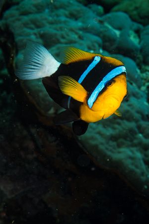 Orangefin Anemonefish