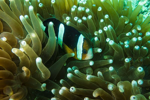 Clark's Anemonefish