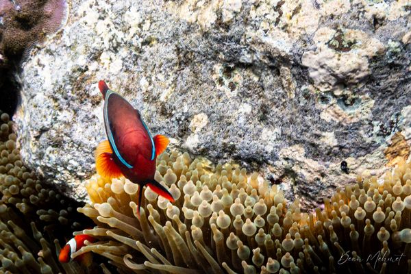 Tomato Clownfish