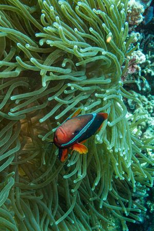 Tomato Clownfish