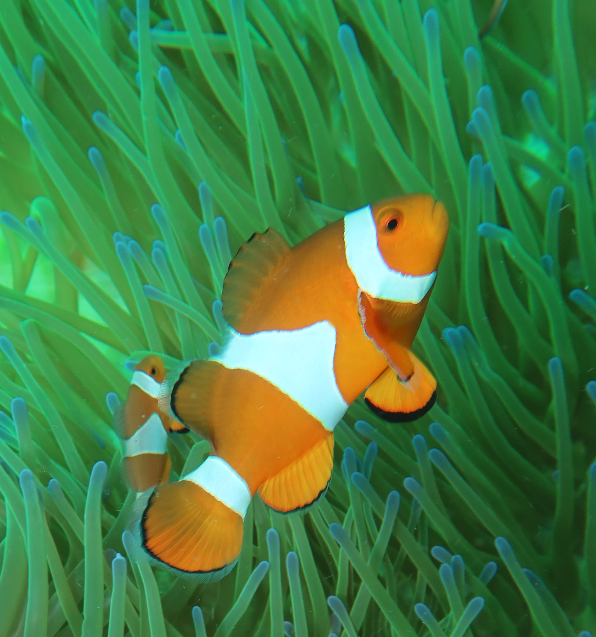 Western Clown Anemonefish