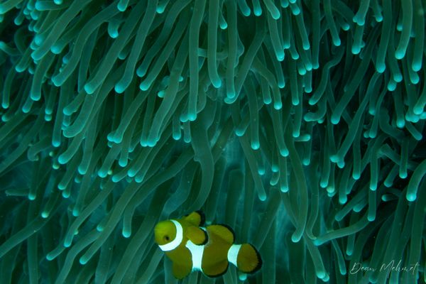 Western Clown Anemonefish