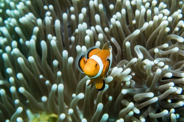 Western Clown Anemonefish