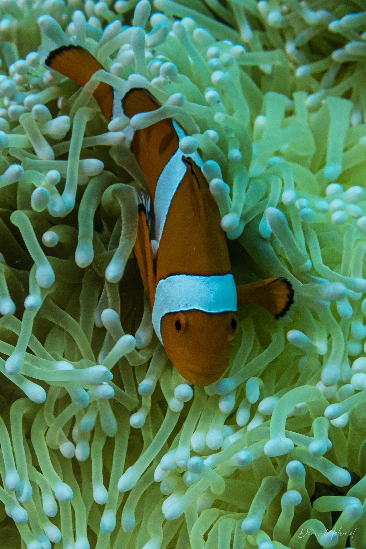 Percula Anemonefish