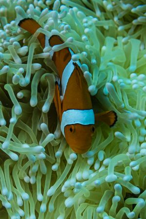Percula Anemonefish