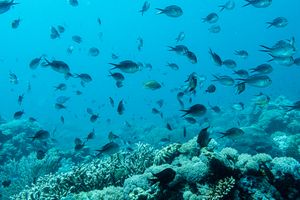 Damselfish representative species