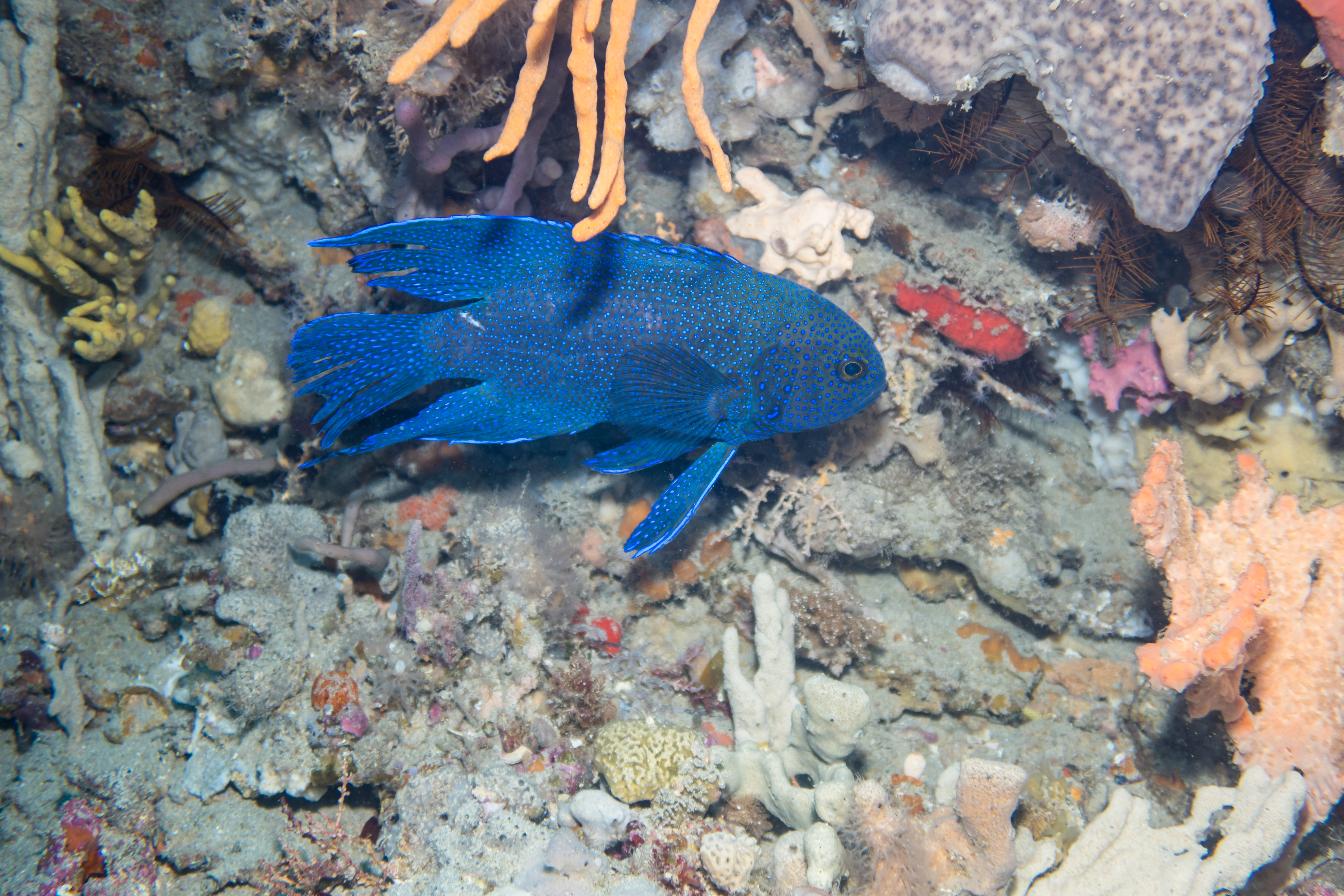 Southern Blue Devil