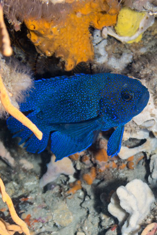 Spectacular Reef - Media 3