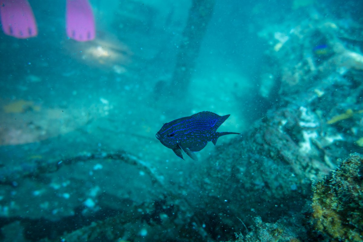 McCullochs Scalyfin