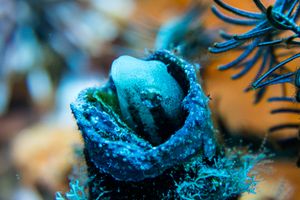 Shorthead Sabretooth Blenny representative species