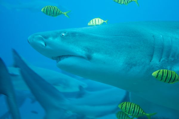 Golden Trevally - Beqa - 8 June 2025 - Dive 0