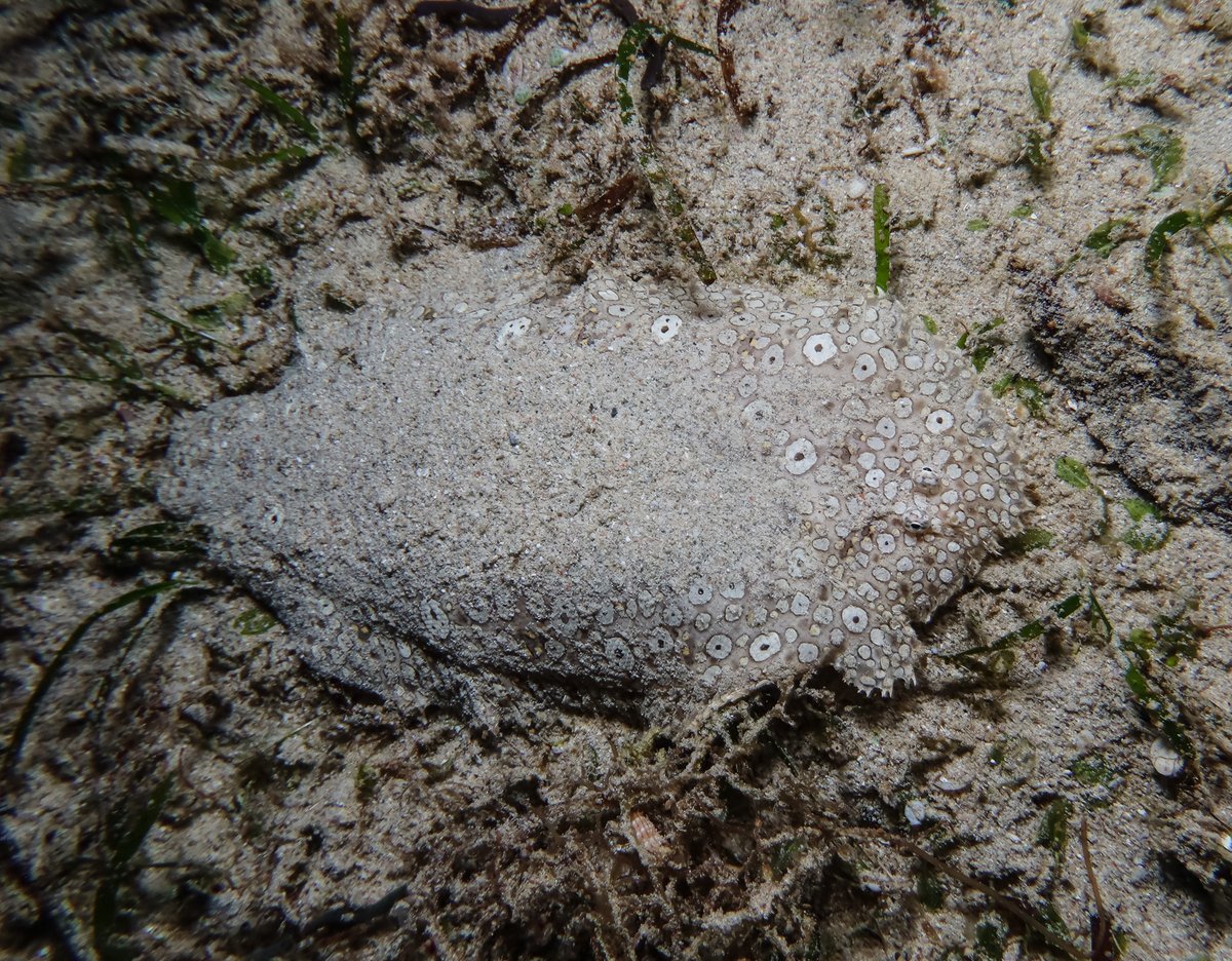 Peacock Sole