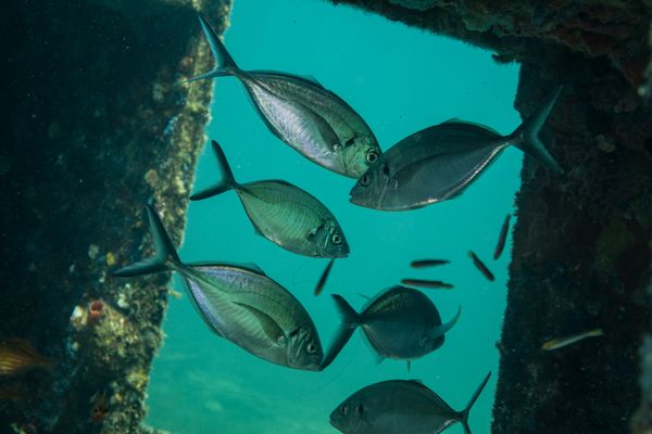 Silver Trevally - Busselton, WA - 14 March 2026 - Dive 2 - Busselton Jetty