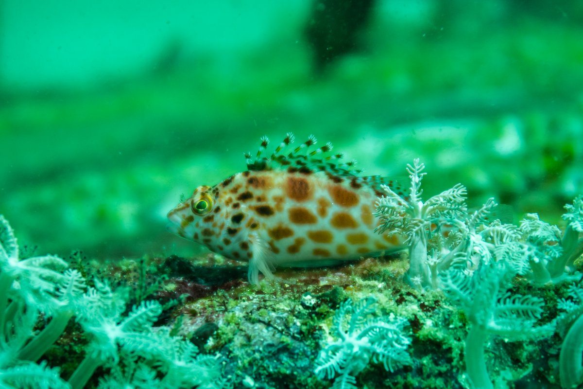 Spotted Hawkfish