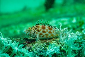 Spotted Hawkfish