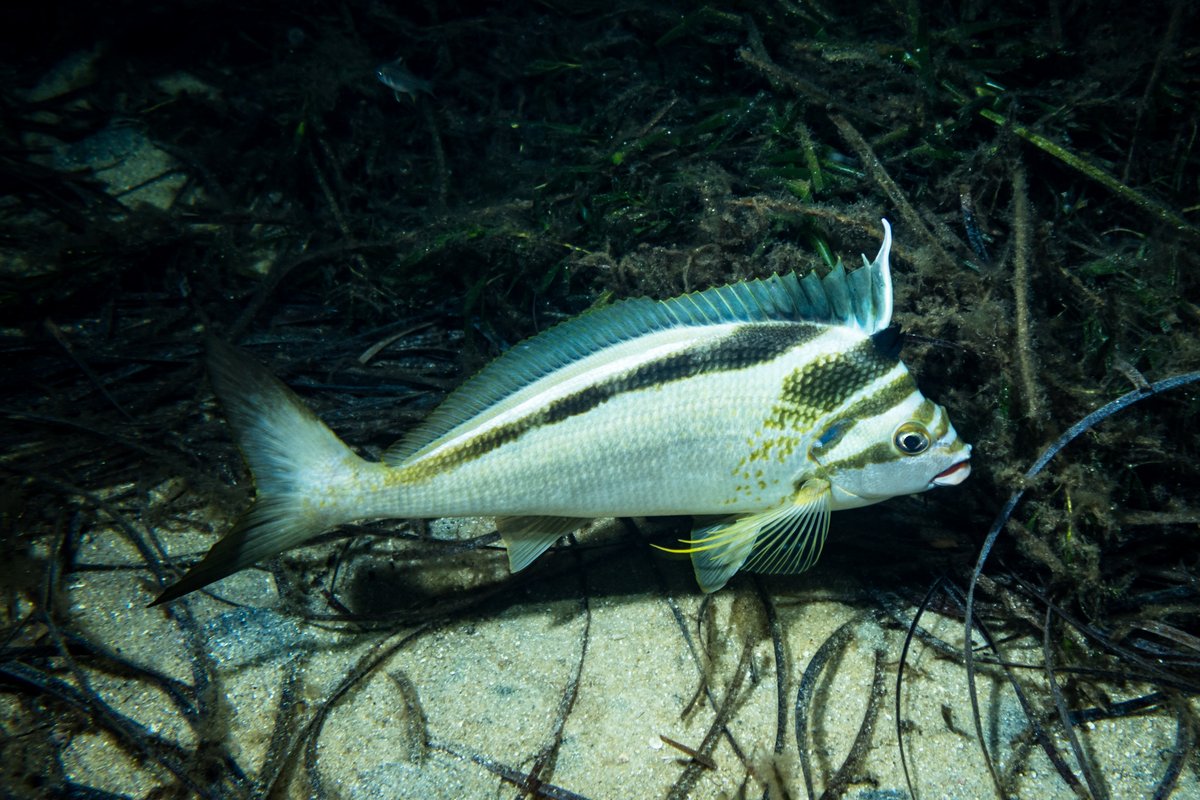 Western Crested Morwong