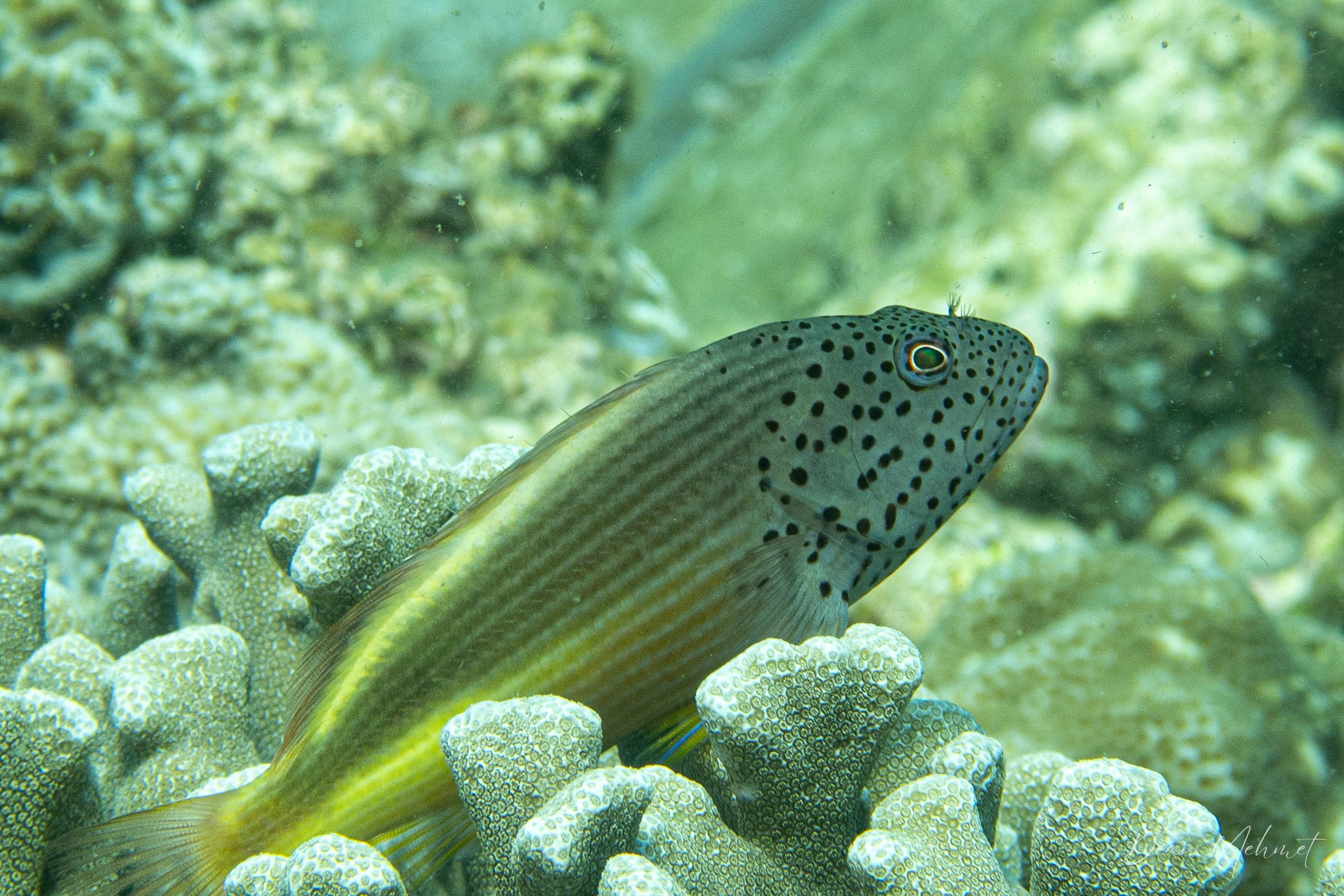 Freckled Hawkfish