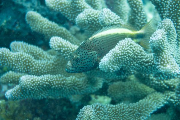 Freckled Hawkfish - Beqa - 9 June 2025 - Dive 0
