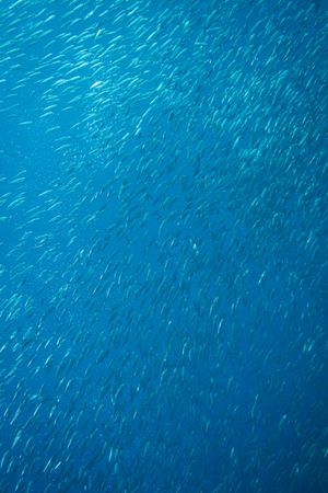 Australian Sardine
