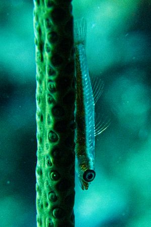 Seawhip Goby representative species