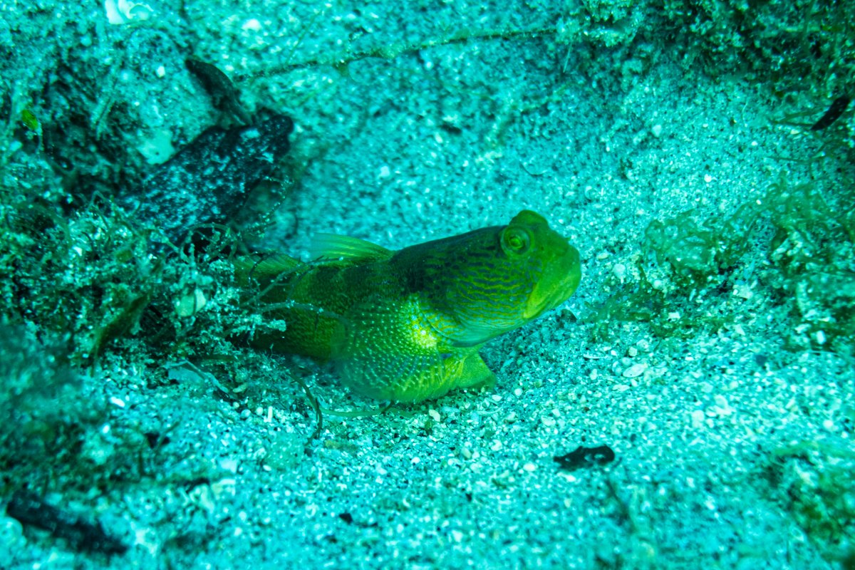 Y-bar Shrimpgoby