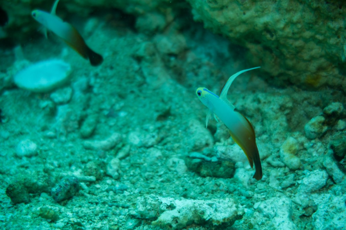 Red Firegoby