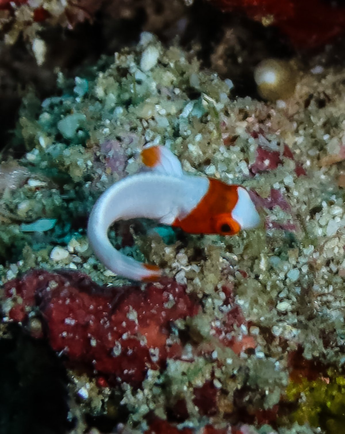 Spotted Parrotfish hero image