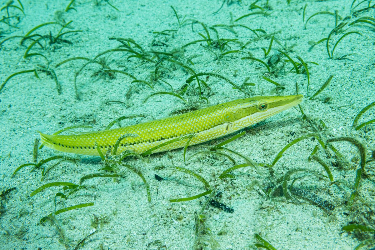 Cigar Wrasse hero image