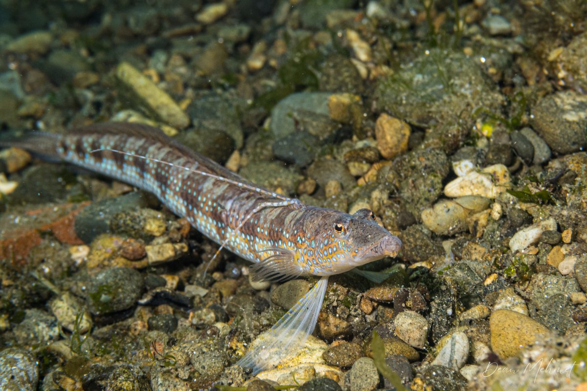 Parapercis sp. hero image