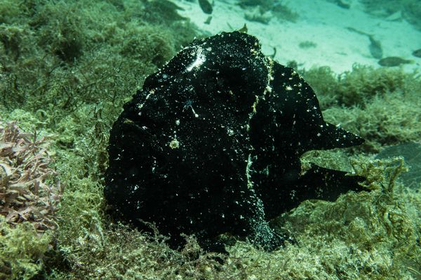 Giant Anglerfish