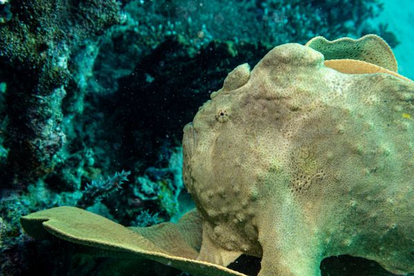 Giant Anglerfish