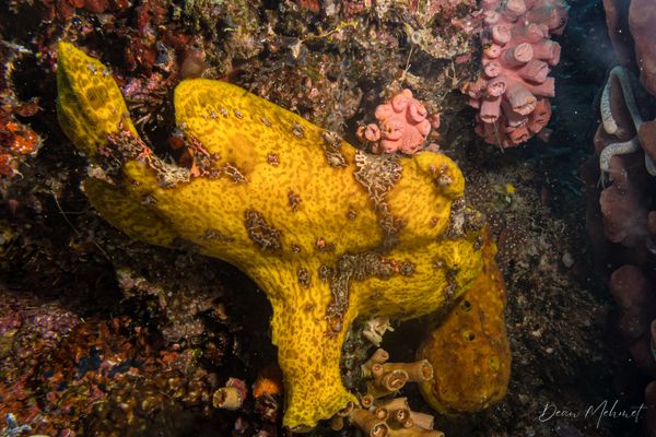 Giant Anglerfish - Moalboal, Philippines - 8 August 2026 - Dive 2 - Pescador Island (Cathedral)
