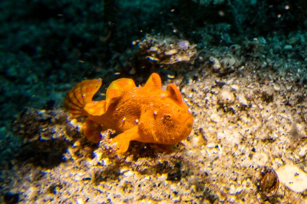 Painted Anglerfish