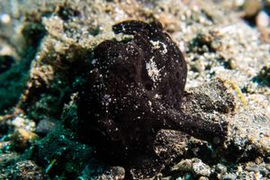 Painted Anglerfish