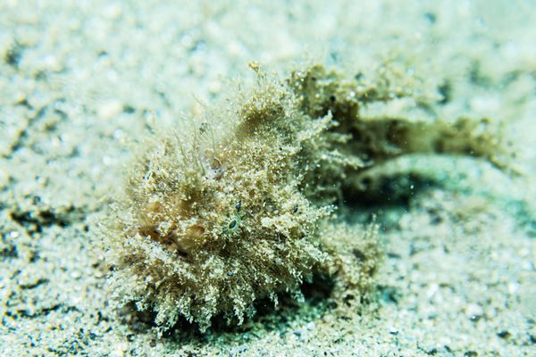 Striate Anglerfish - Photo 18