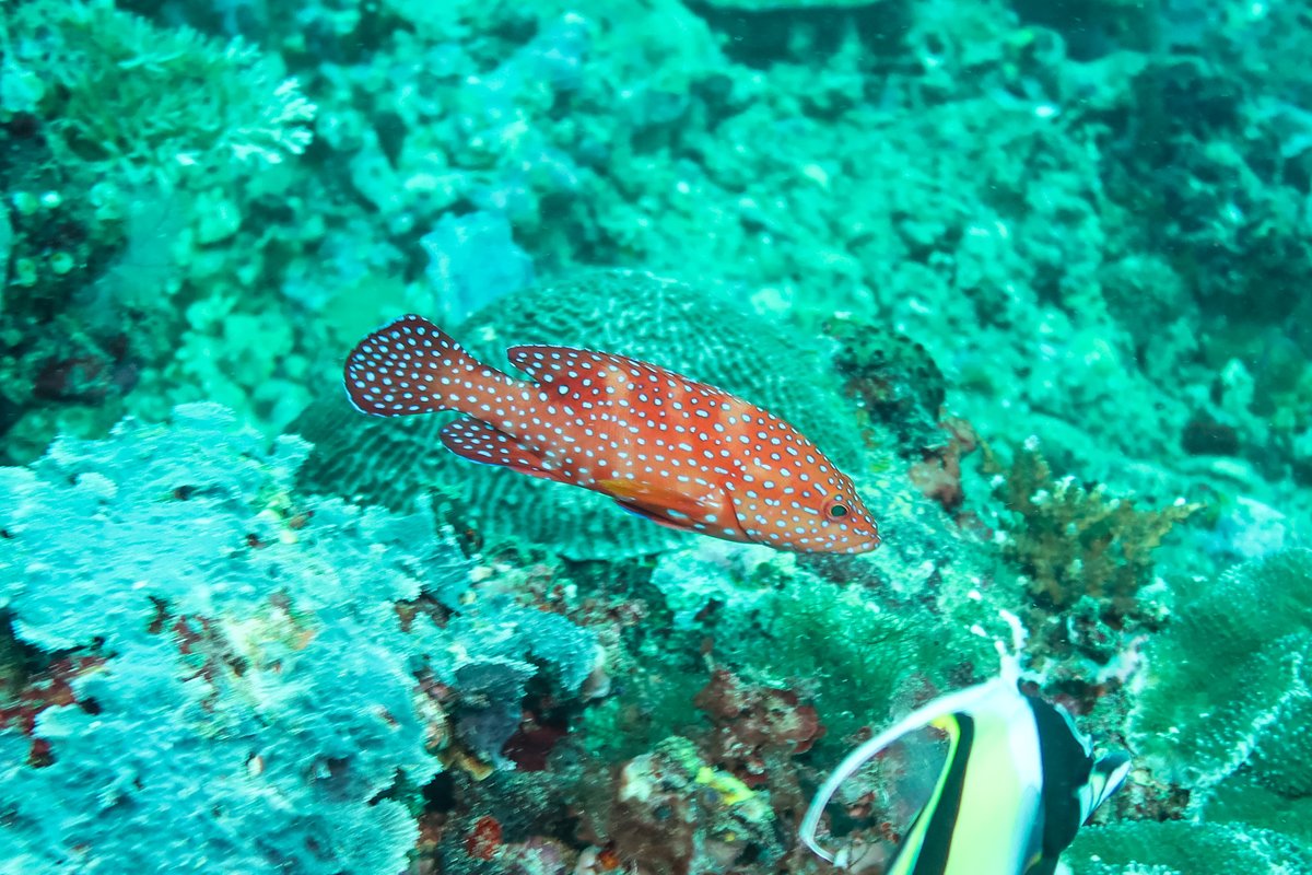 Coral Rockcod hero image