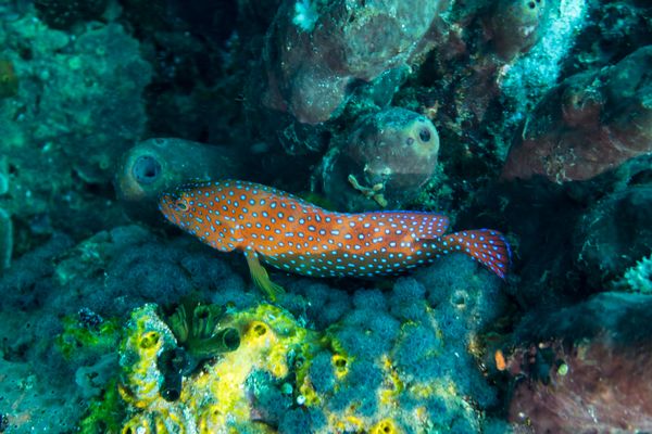 Verde Island encounter 2