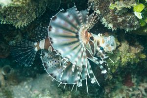 Zebra Lionfish representative species