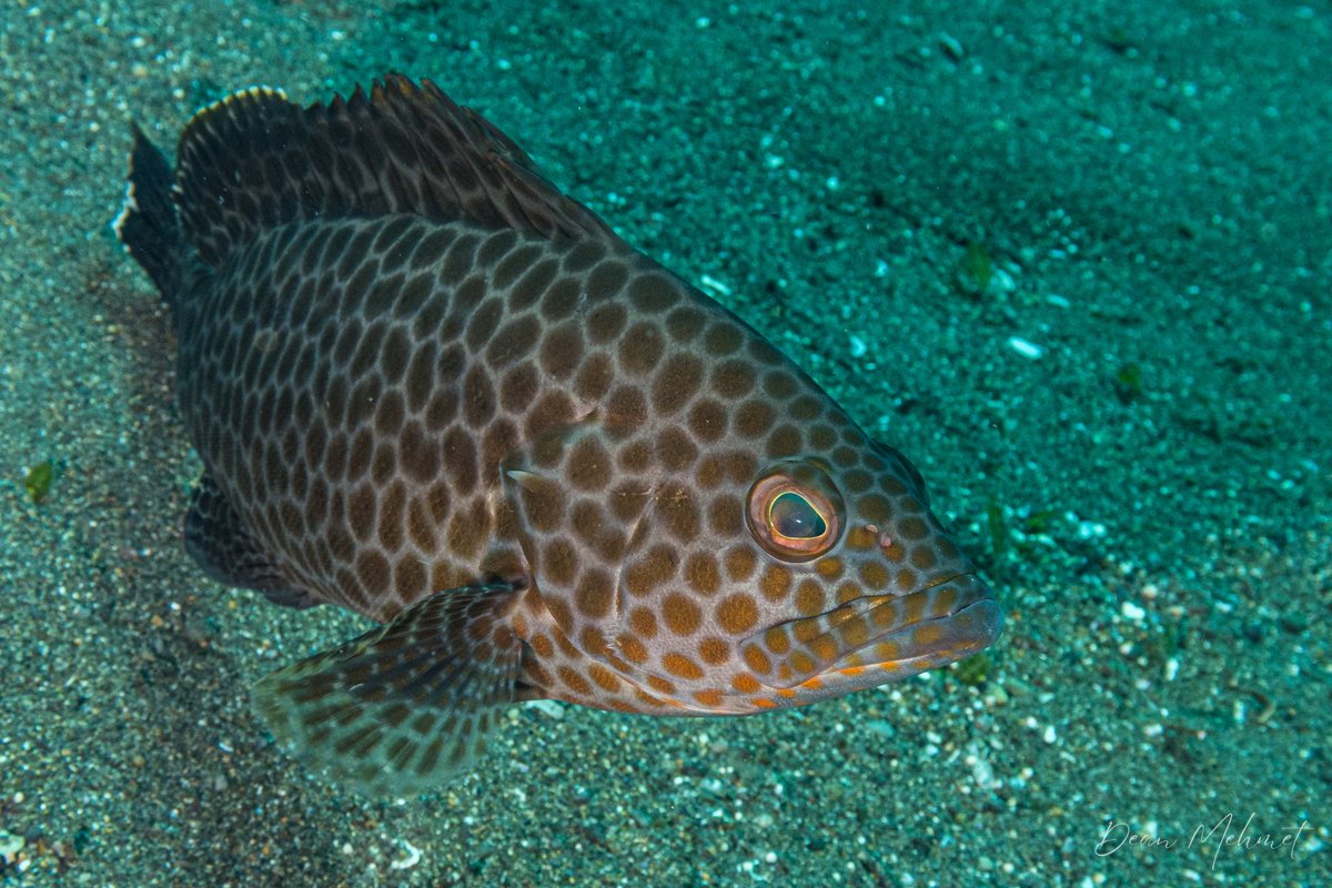 Yellowspotted Rockcod hero image