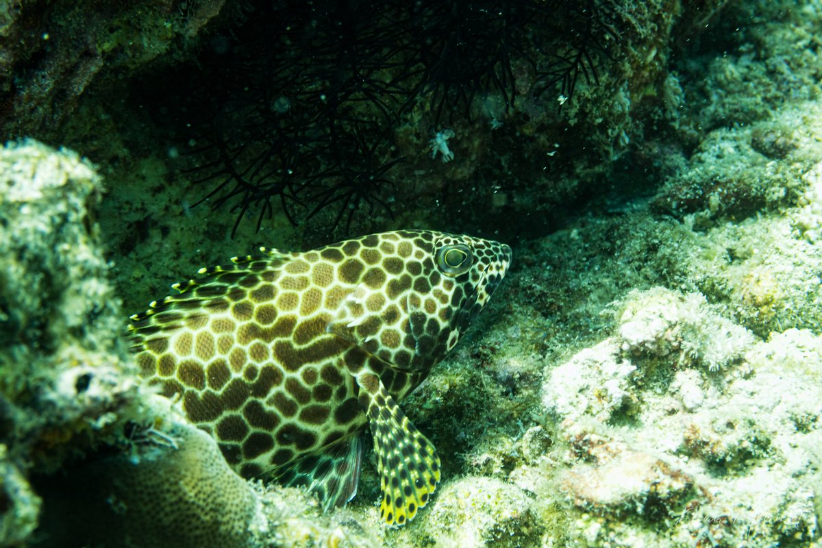 Birdwire Rockcod hero image