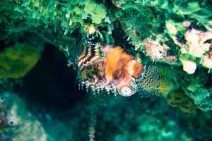 Twinspot Lionfish representative species