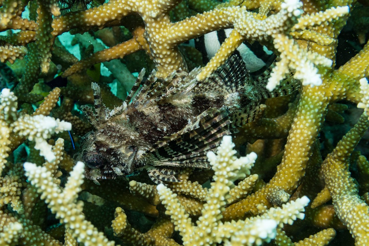 Dwarf Lionfish
