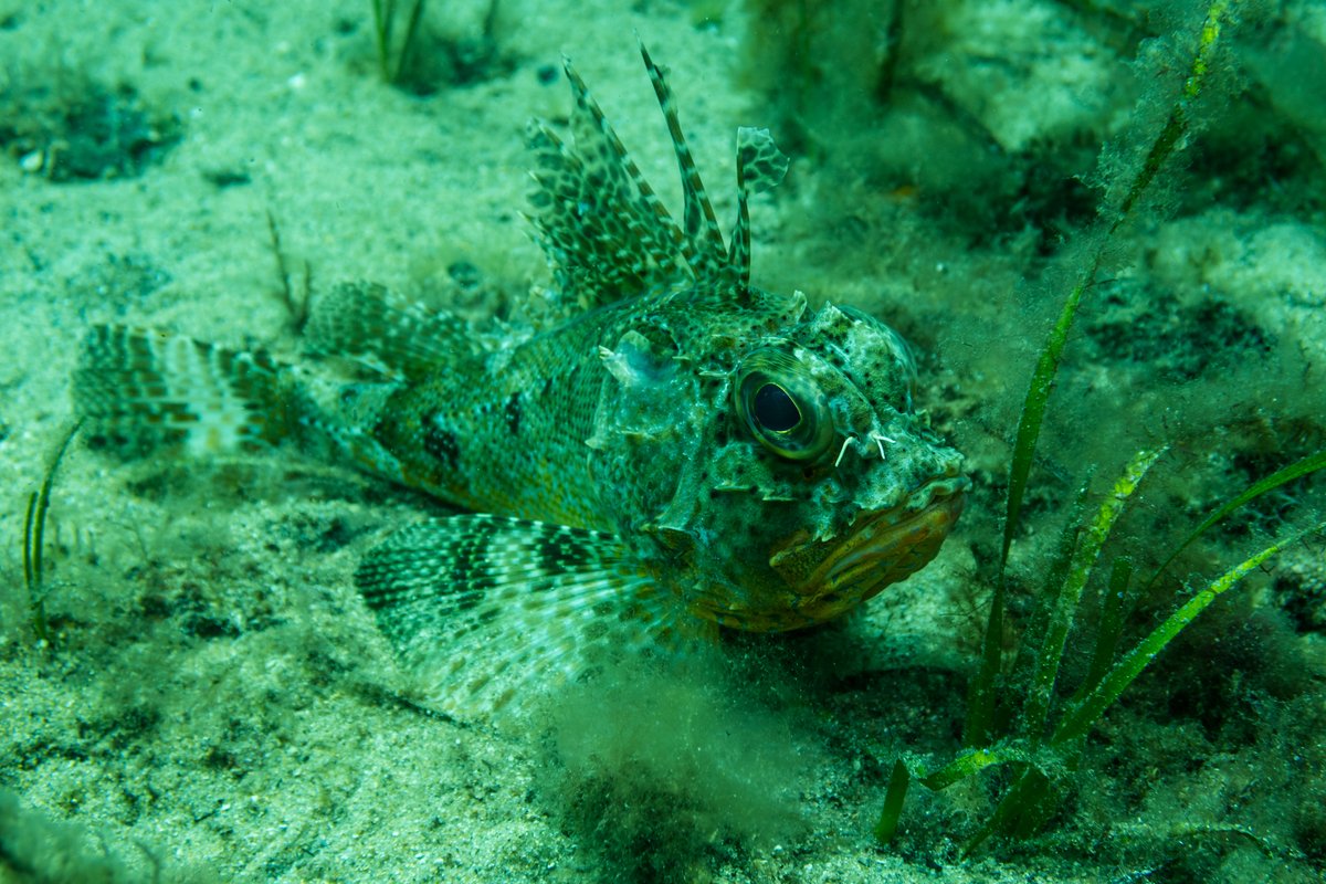Bighead Gurnard Perch hero image