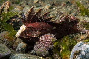 Whiteface Roguefish representative species