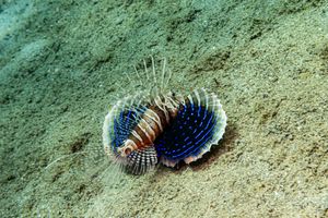 Gurnard Lionfish representative species