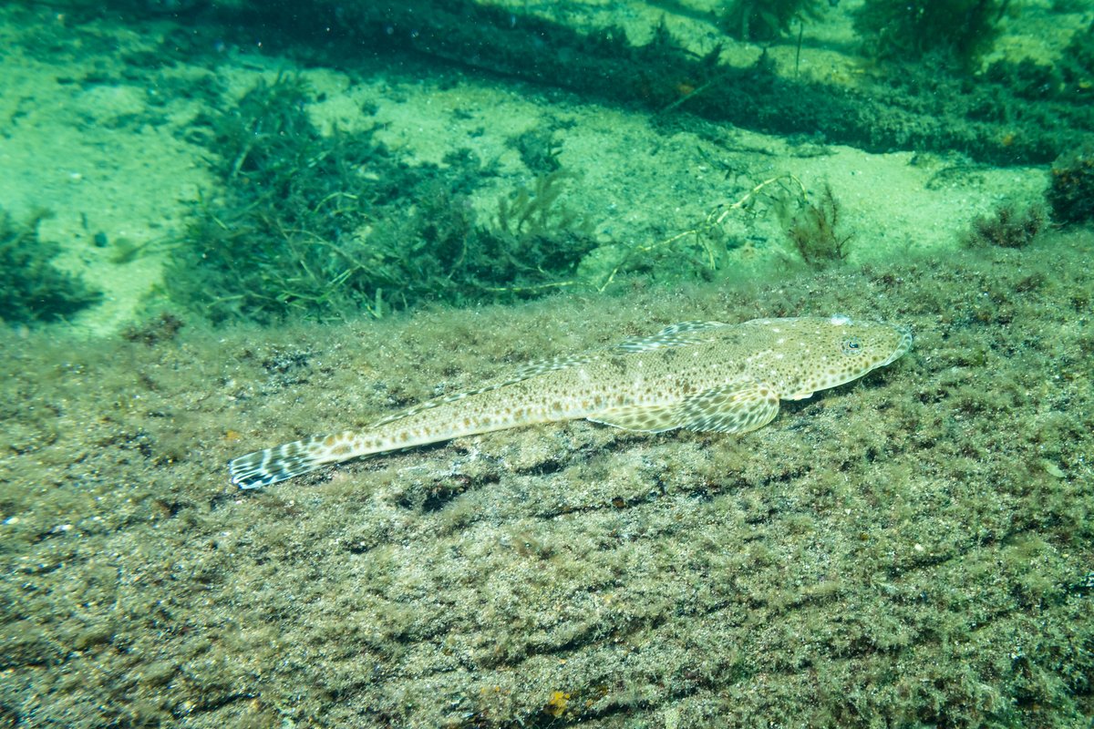 Southern Bluespotted Flathead hero image