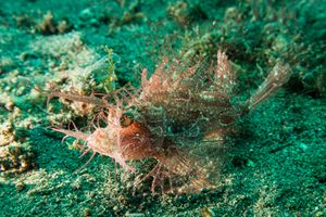 Godfreys Scorpionfish representative species