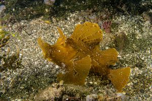 Scorpionfish representative species