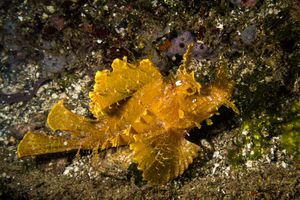 Scorpionfish representative species