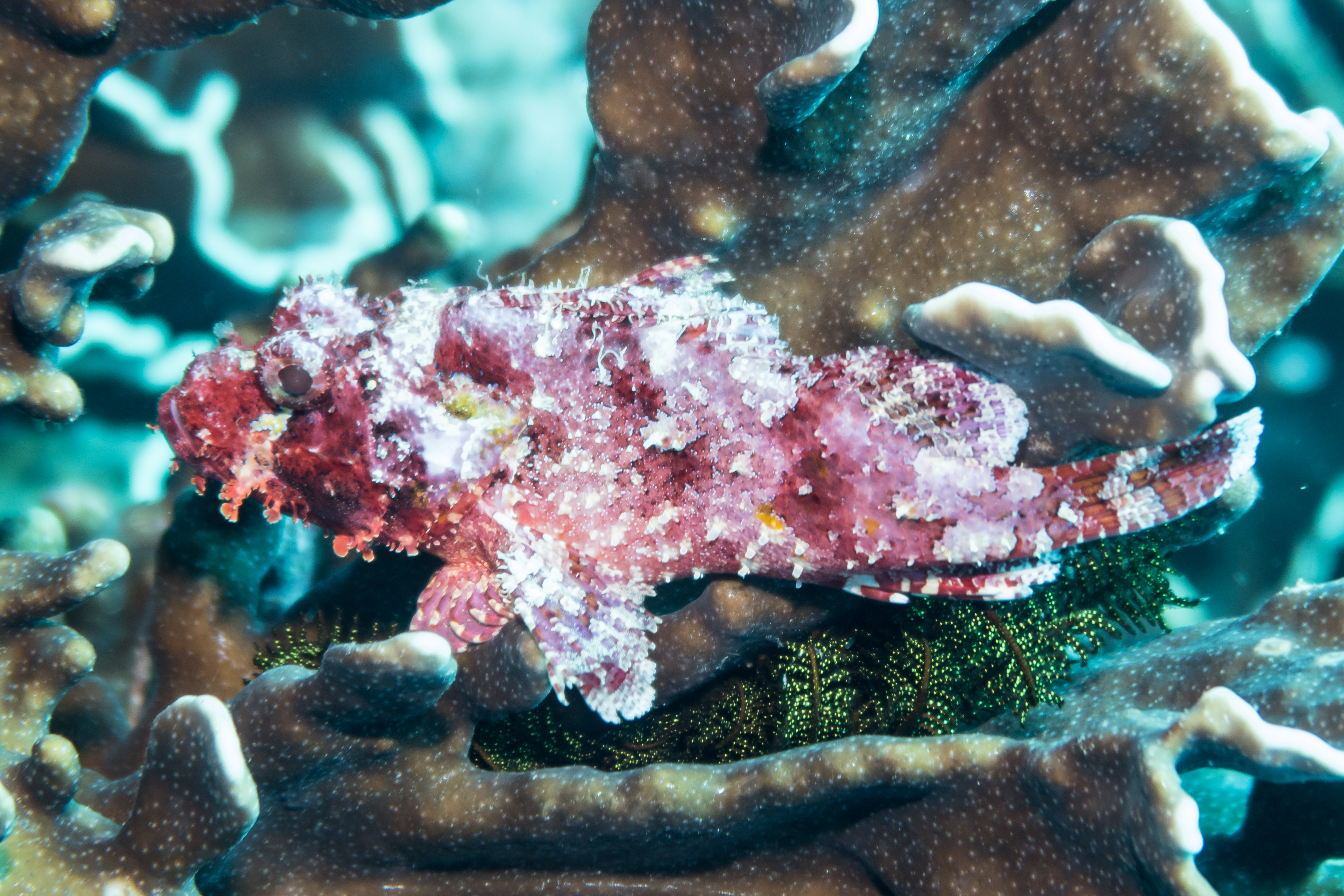 Smallscale Scorpionfish